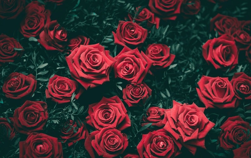 Что означают ромашки, розы, тюльпаны, пионы и другие цветки в психологии